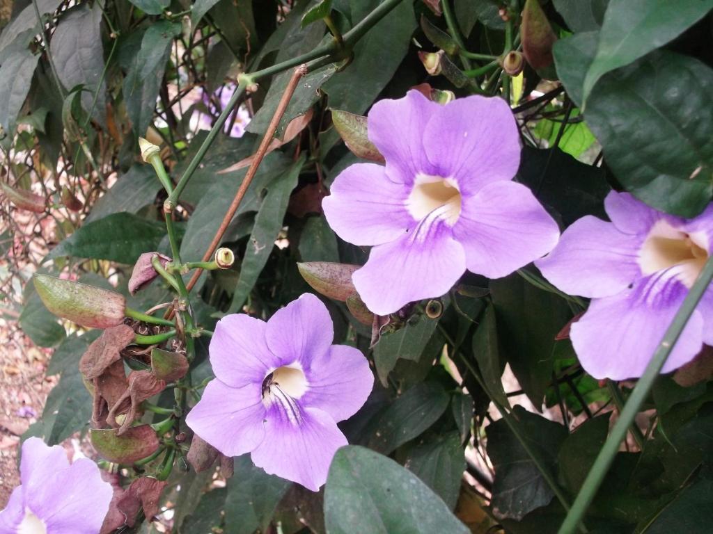 Mayapott Plantation Villa Thekkady Dış mekan fotoğraf