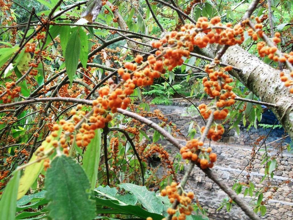 Mayapott Plantation Villa Thekkady Dış mekan fotoğraf
