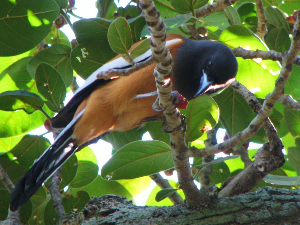 Mayapott Plantation Villa Thekkady Dış mekan fotoğraf